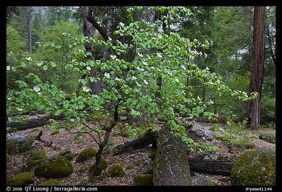 Dogwood tree and mossy boulders in spring, Happy Isles. Yosemite National Park, California, USA.
