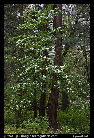 Tall dogwood tree, Happy Isles. Yosemite National Park, California, USA.