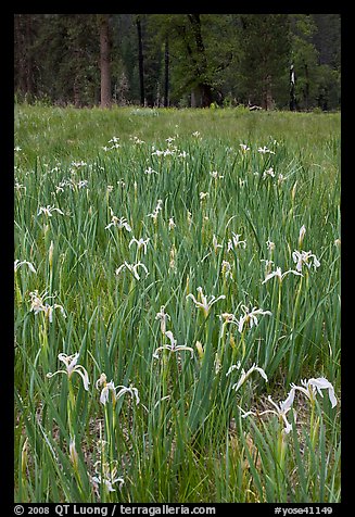 Wild Iris, El Capitan Meadow. Yosemite National Park, California, USA.