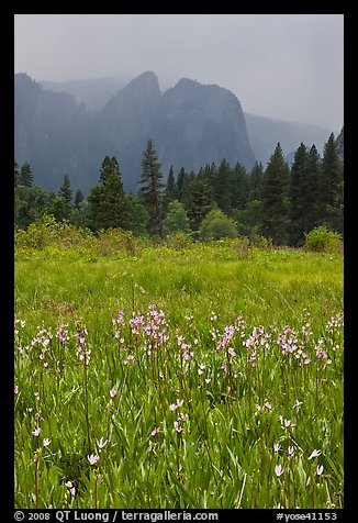 Wildflowers in Cook Meadow and Cathedral Rocks in storm. Yosemite National Park, California, USA.
