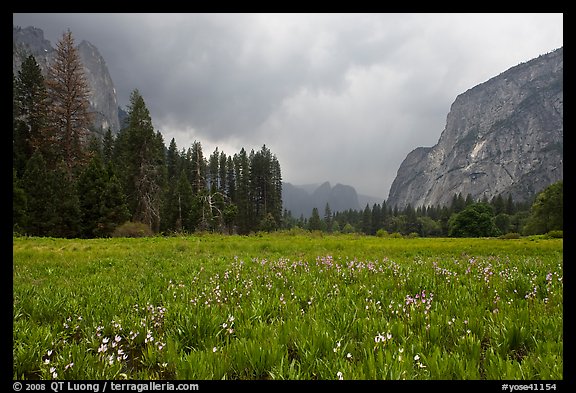Wildflowers in Cook Meadow in stormy weather. Yosemite National Park, California, USA.