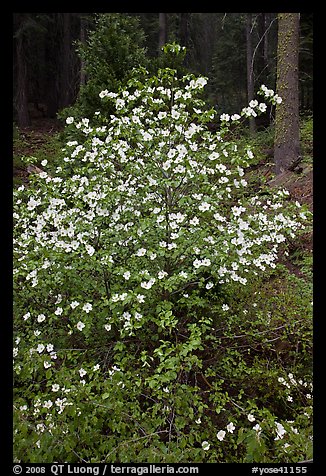 Pacific Dogwood in bloom near Crane Flat. Yosemite National Park (color)