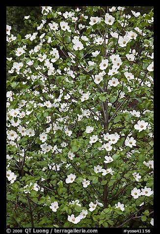 Close up of Pacific Dogwood. Yosemite National Park (color)