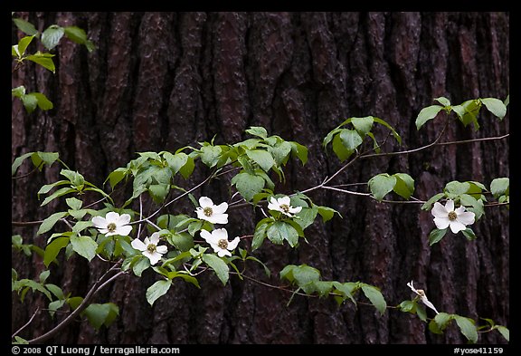 Dogwood branch with flowers against trunk. Yosemite National Park, California, USA.