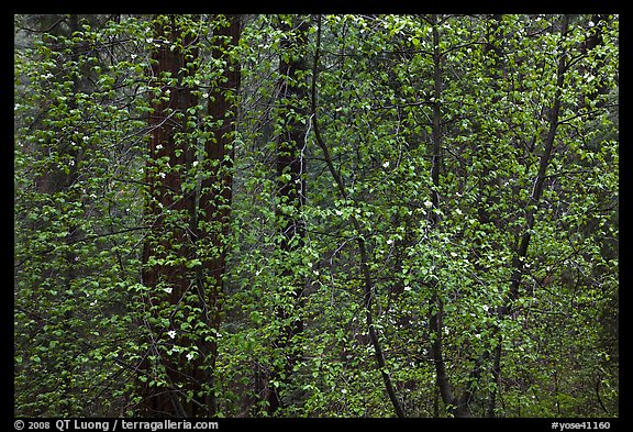 Curtain of recent Dogwood leaves and flowers in forest. Yosemite National Park, California, USA.