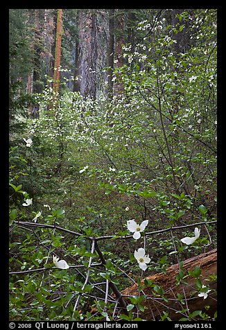 Forest with dogwoods in bloom near Crane Flat. Yosemite National Park, California, USA.