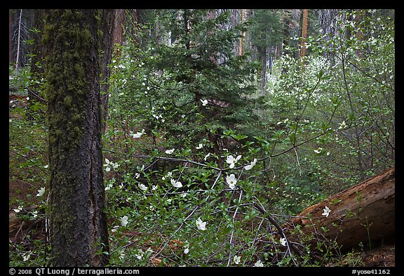 Spring Forest with white dogwood blossoms. Yosemite National Park, California, USA.