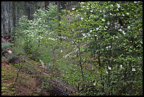 Forest in spring with fallen trees, and flowering dogwoods. Yosemite National Park ( color)