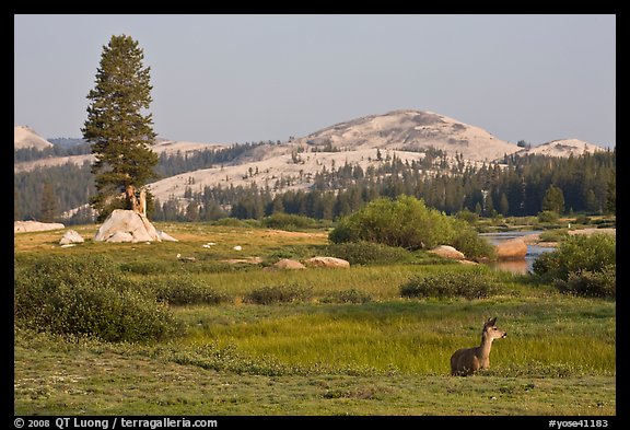 Deer, meadows, and Pothole Dome, early morning. Yosemite National Park, California, USA.