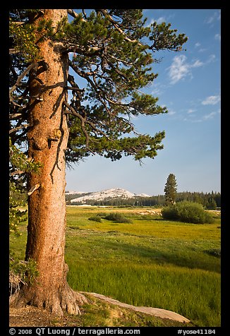 Pine tree in meadow, Tuolumne Meadows. Yosemite National Park, California, USA.