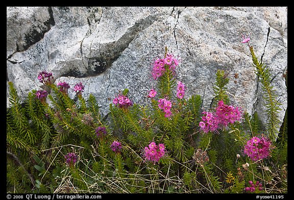 Alpine flowers and granite. Yosemite National Park, California, USA.