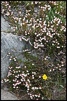 Close up of alpine flowers. Yosemite National Park, California, USA. (color)