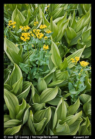 Corn lillies with yellow flowers. Yosemite National Park (color)