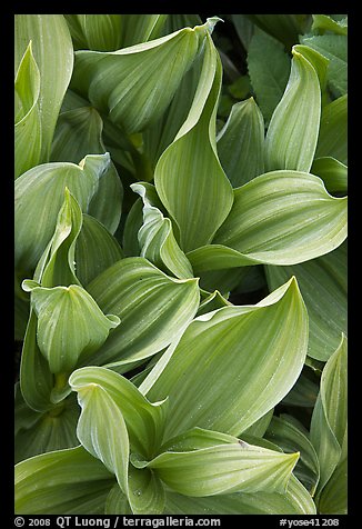 Corn lilly leaves. Yosemite National Park (color)