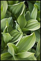 Corn lilly leaves. Yosemite National Park ( color)