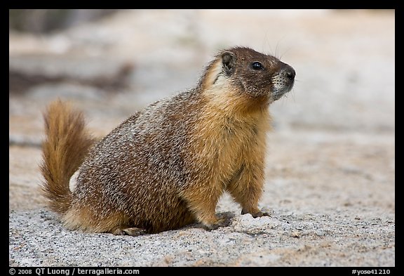 Marmot on slab. Yosemite National Park, California, USA.