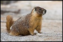 Marmot on slab. Yosemite National Park, California, USA. (color)