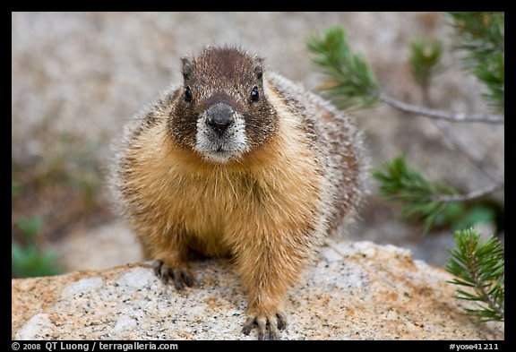 Front view of marmot. Yosemite National Park (color)