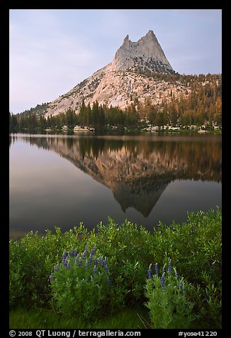 Lupine, Cathedral Peak, and reflection. Yosemite National Park, California, USA.