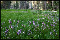 Meadow covered with purple summer flowers, Yosemite Creek. Yosemite National Park, California, USA.