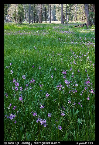 Meadow with carpet of purple summer flowers, Yosemite Creek. Yosemite National Park, California, USA.
