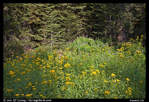 Yellow flowers and lupine at forest edge, Yosemite Creek. Yosemite National Park, California, USA.