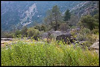 Flowers and trees, Hetch Hetchy. Yosemite National Park ( color)