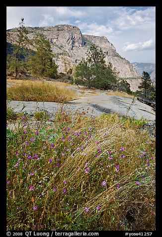 Flowers, grasses, and Hetch Hetchy Dome. Yosemite National Park, California, USA.