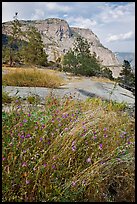 Flowers, grasses, and Hetch Hetchy Dome. Yosemite National Park, California, USA.