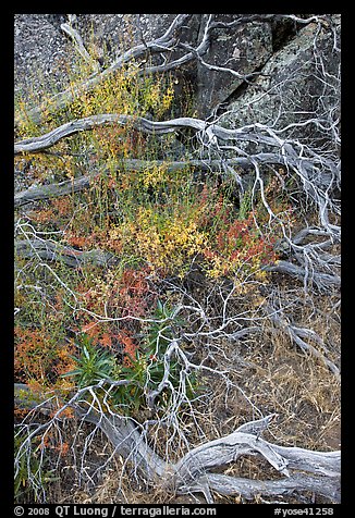 Dead branches, brush, and rock, Hetch Hetchy. Yosemite National Park, California, USA.