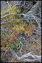 Dead branches, brush, and rock, Hetch Hetchy. Yosemite National Park ( color)