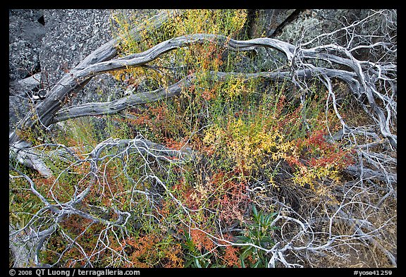 Dead branches, shrubs, and rocks, Hetch Hetchy. Yosemite National Park, California, USA.