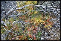 Dead branches, shrubs, and rocks, Hetch Hetchy. Yosemite National Park, California, USA.