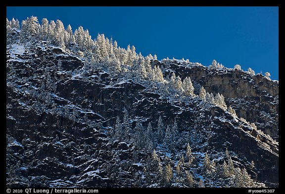 Frosted trees on valley rim. Yosemite National Park, California, USA.