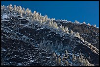 Frosted trees on valley rim. Yosemite National Park ( color)