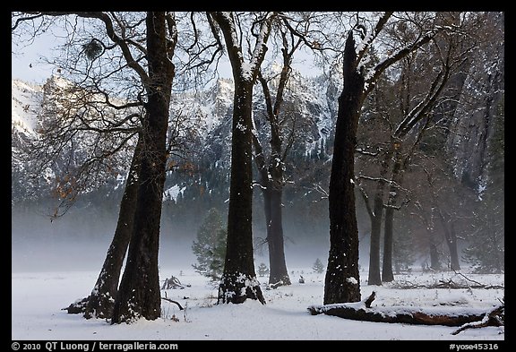 Group of oaks in El Capitan Meadow with winter fog. Yosemite National Park, California, USA.