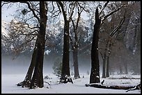 Group of oaks in El Capitan Meadow with winter fog. Yosemite National Park ( color)