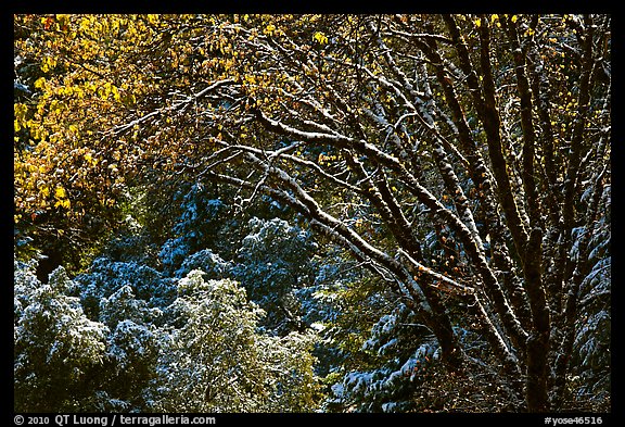 Branches with new leaves and snow. Yosemite National Park, California, USA.