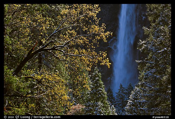 Bridalveil Fall framed by snowy trees with new leaves. Yosemite National Park (color)