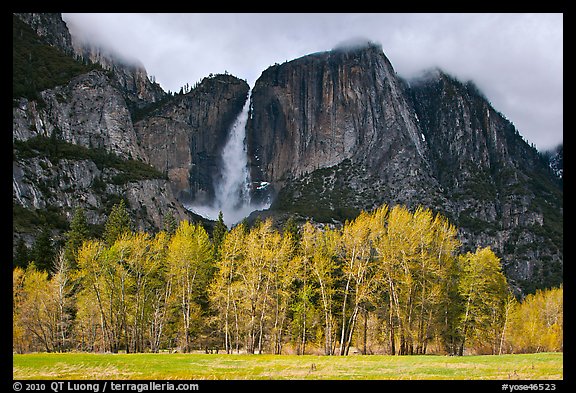 Bright trees in spring and dark Yosemite Falls. Yosemite National Park, California, USA.
