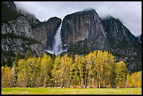 Bright trees in spring and dark Yosemite Falls. Yosemite National Park ( color)