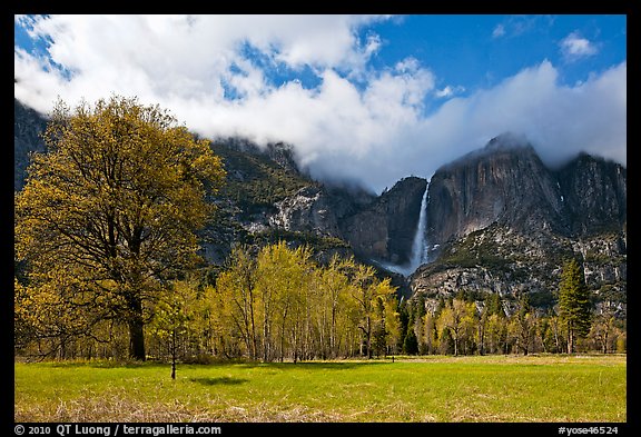 Meadow, trees, and Yosemite Falls in spring. Yosemite National Park, California, USA.