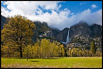 Meadow, trees, and Yosemite Falls in spring. Yosemite National Park ( color)