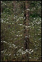 Early dogwood blooms. Yosemite National Park ( color)