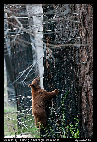 Bear cub climbing tree. Yosemite National Park (color)