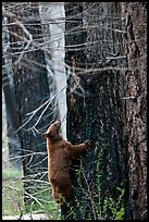 Bear cub climbing tree. Yosemite National Park, California, USA. (color)