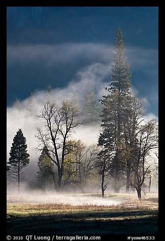 Morning fog and trees. Yosemite National Park, California, USA.