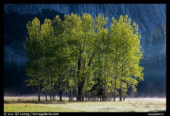 Aspens with new leaves in spring. Yosemite National Park, California, USA.