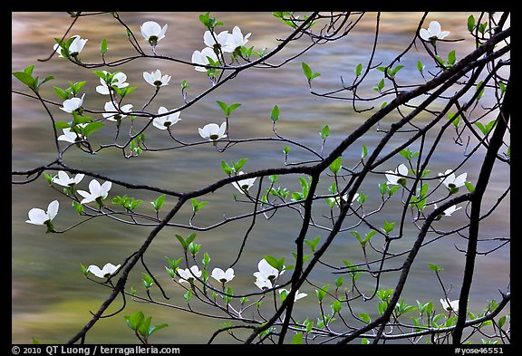 Dogwood blooms and flowing water. Yosemite National Park, California, USA.