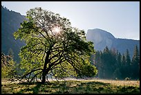 Sun through Elm Tree in the spring. Yosemite National Park, California, USA. (color)